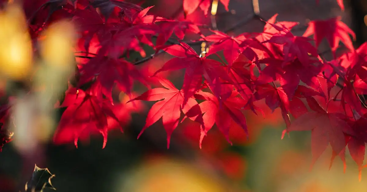 Tuinplant acer