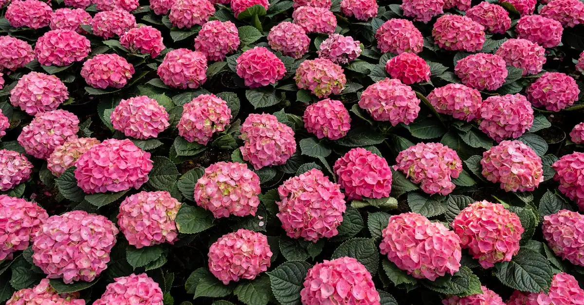 Tuinplant annabel