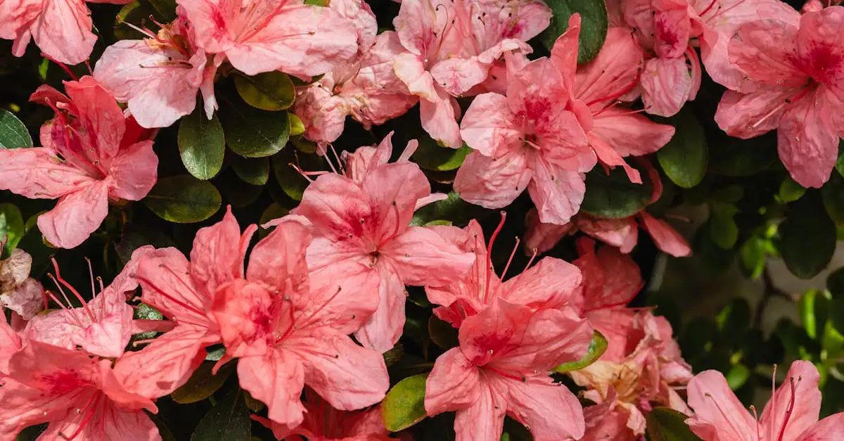 Azalea tuinplant snoeien: wanneer en hoe doe je dit?