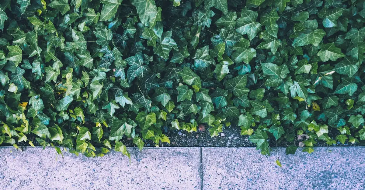 Tuinplant bodembedekker