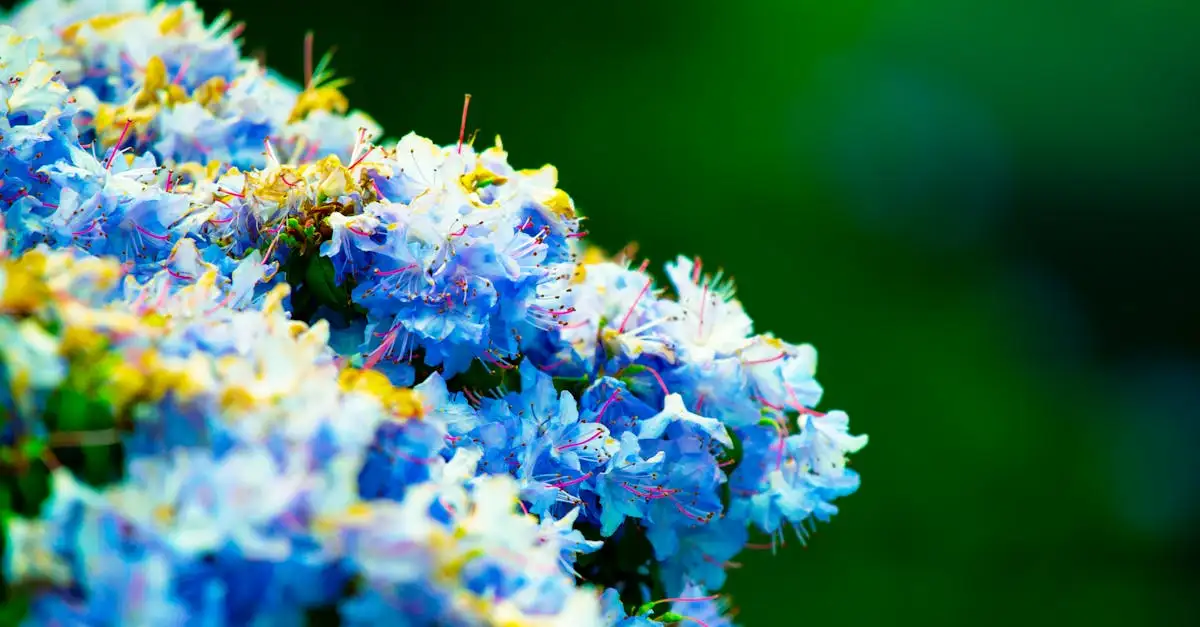 Tuinplant blauw