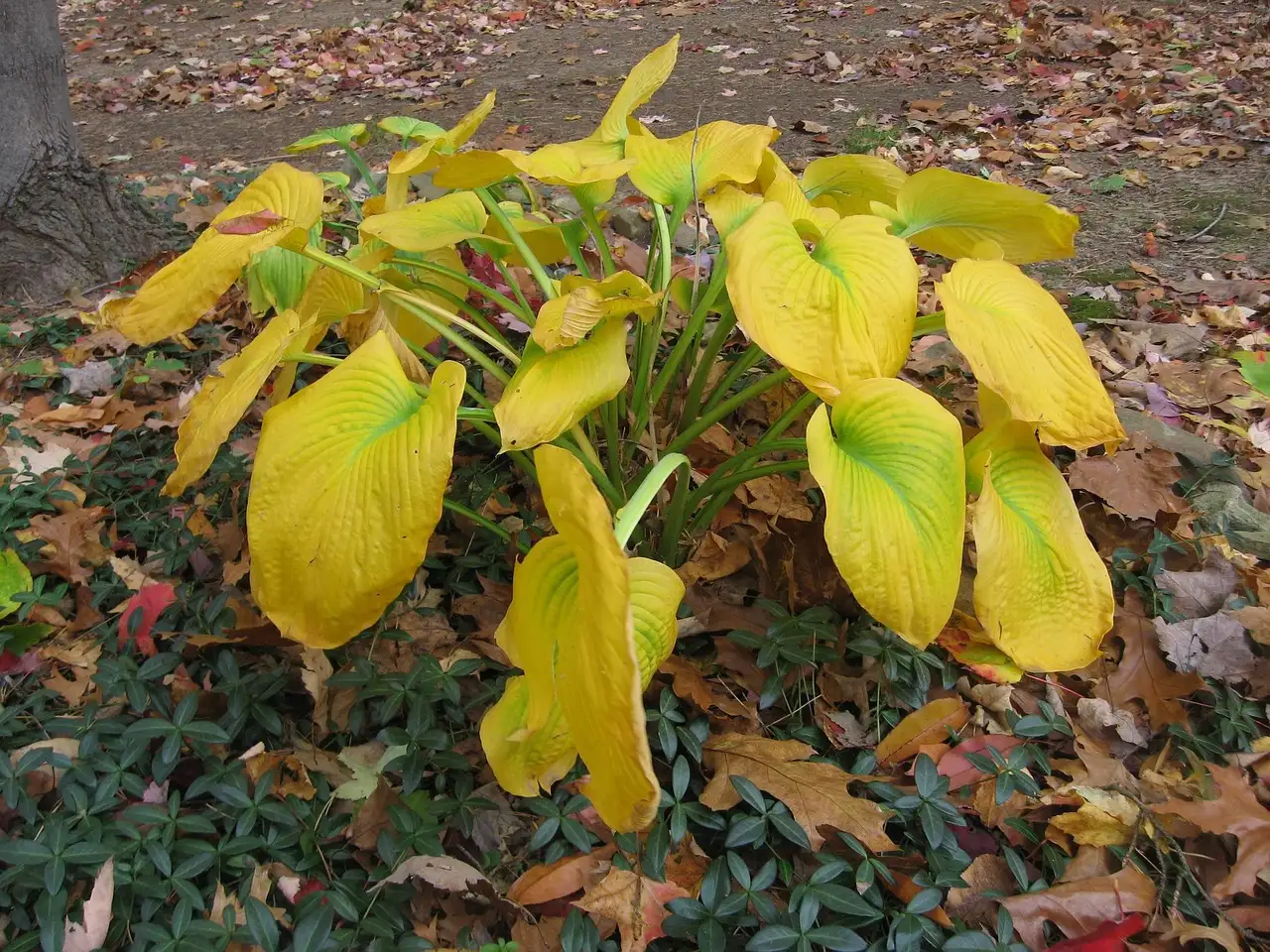 Bloeiende tuinplant schaduw