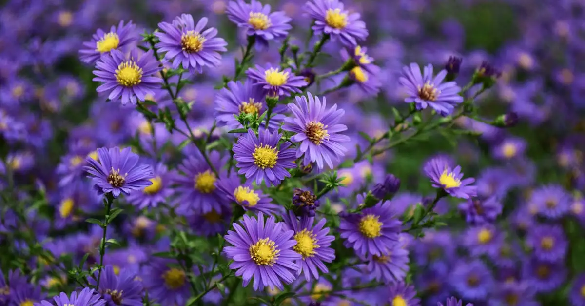 Tuinplanten die bloeien in augustus: ontdek uw favoriet