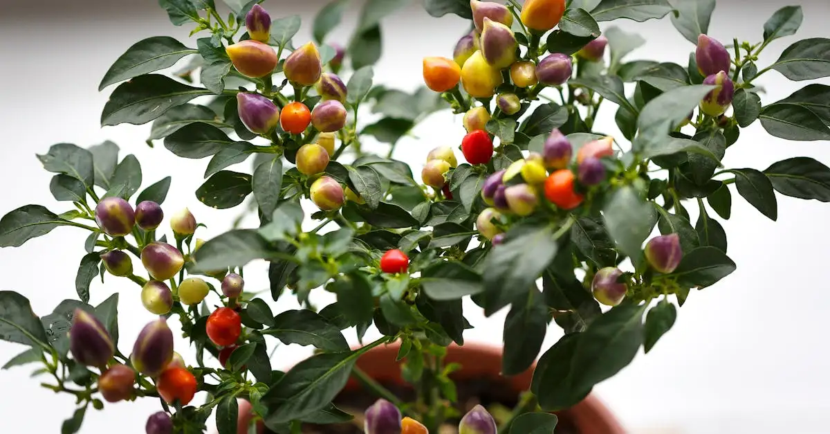 Bloeiende tuinplant in pot