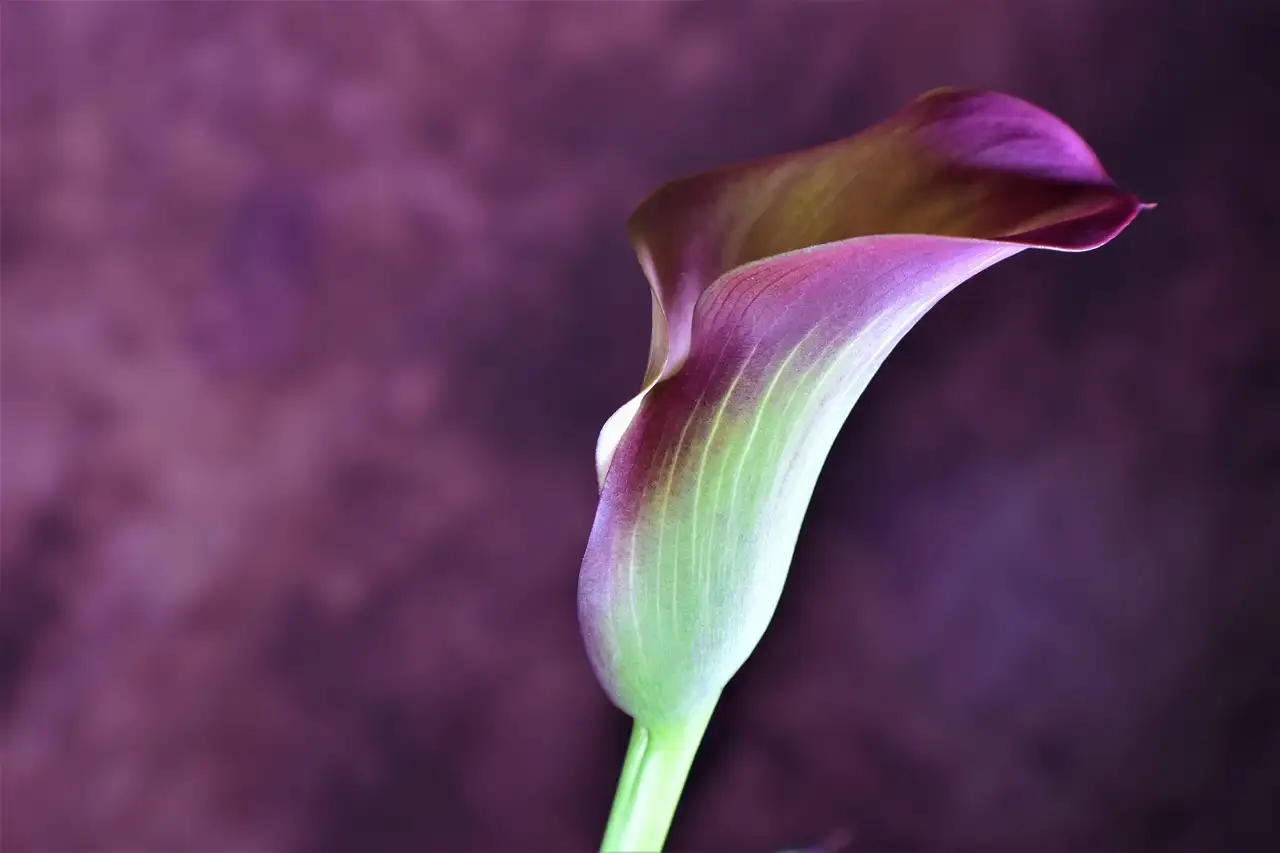 Calla als tuinplant