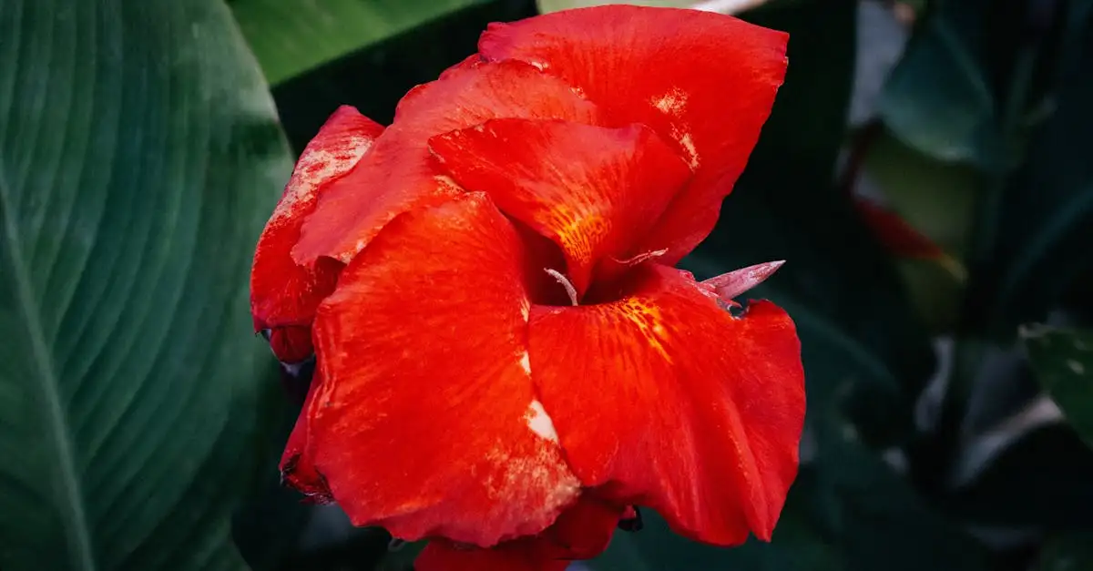 Canna tuinplant