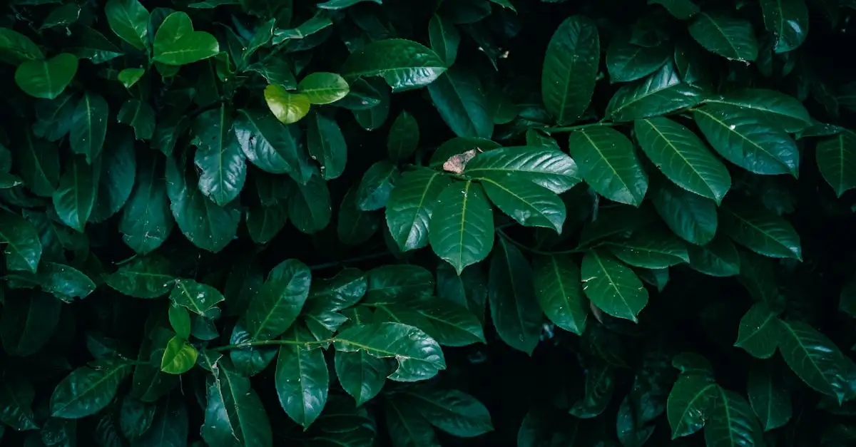 Tuinplant laurier