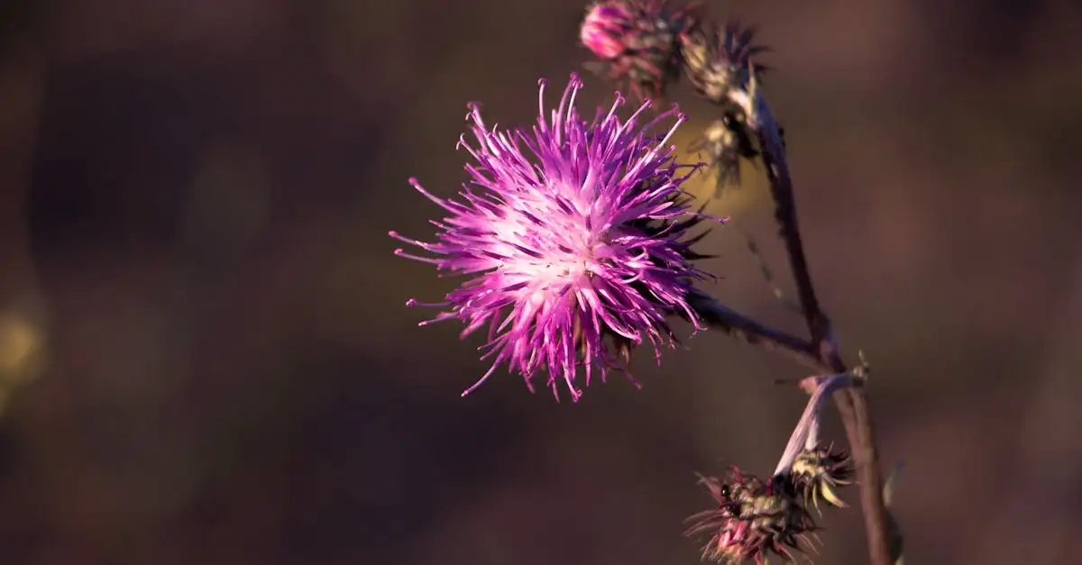 Distel tuinplant