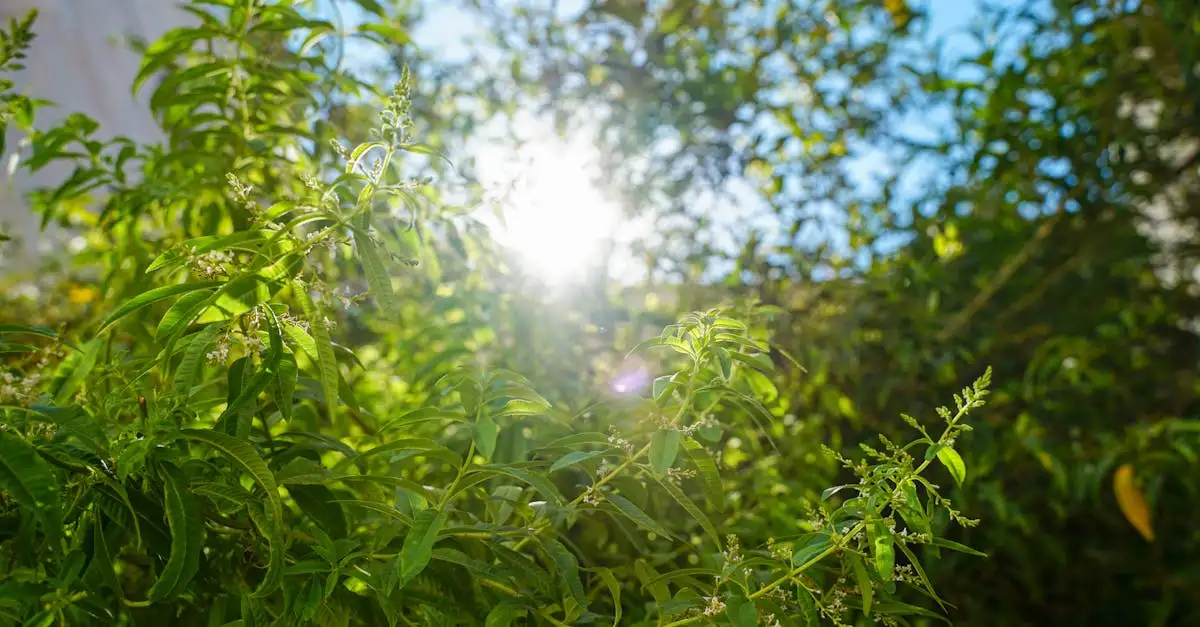 Ecologisch advies tuin