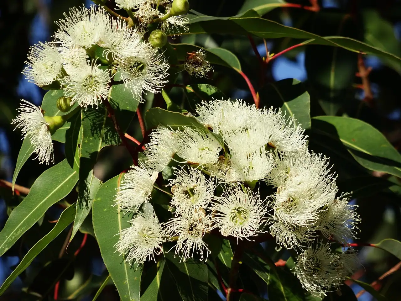 Eucalyptus tuinplant