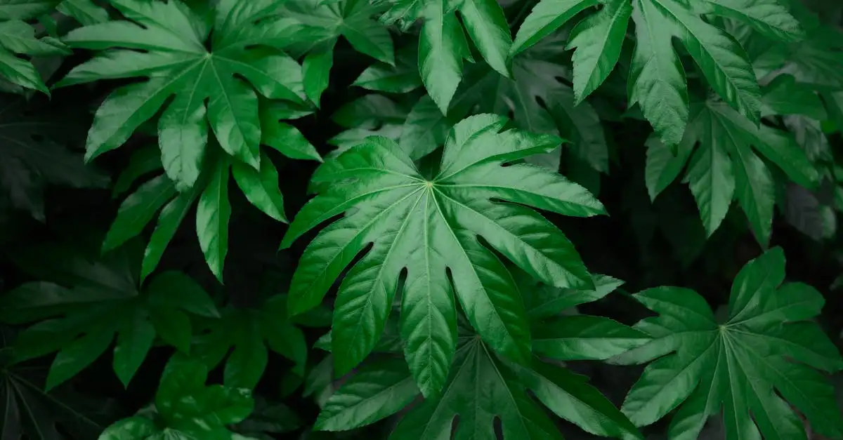 Fatsia tuinplant