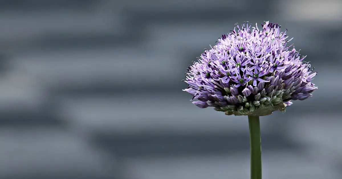 Flox tuinplanten kopen | Prachtige bloemen voor uw tuin