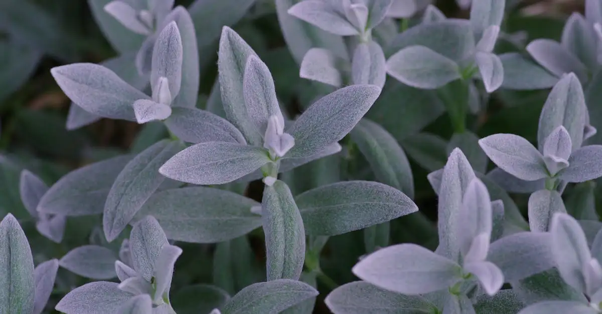 Tuinplant met fluweelachtig blad