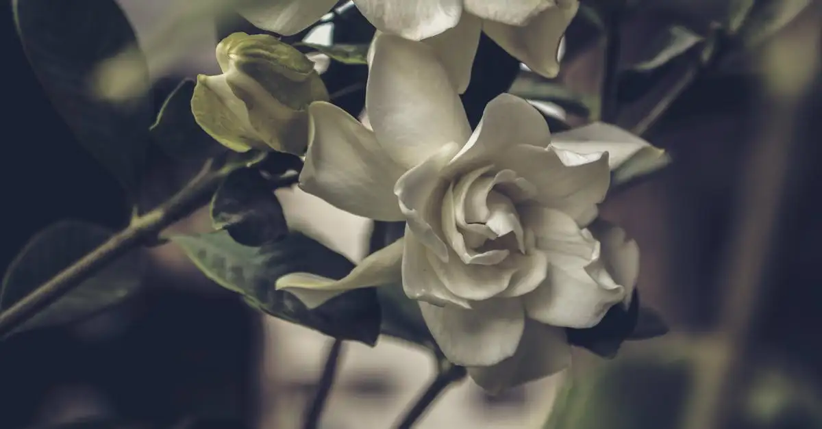 De gardenia tuinplant: alles over verzorging en standplaats