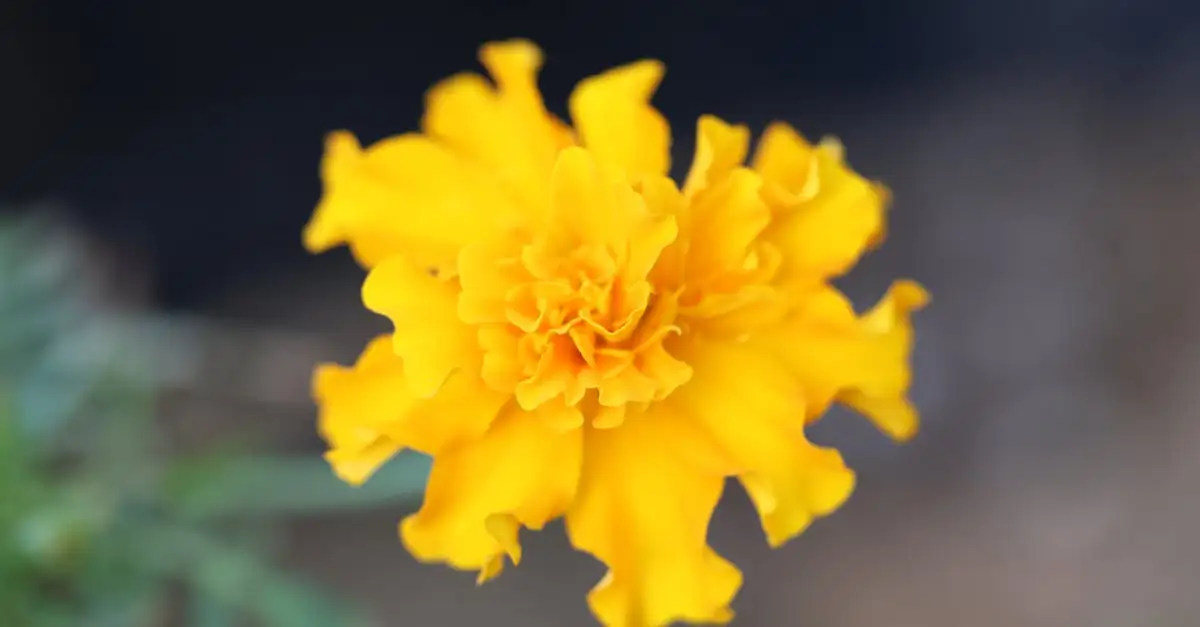 Gele bloemen tuinplant