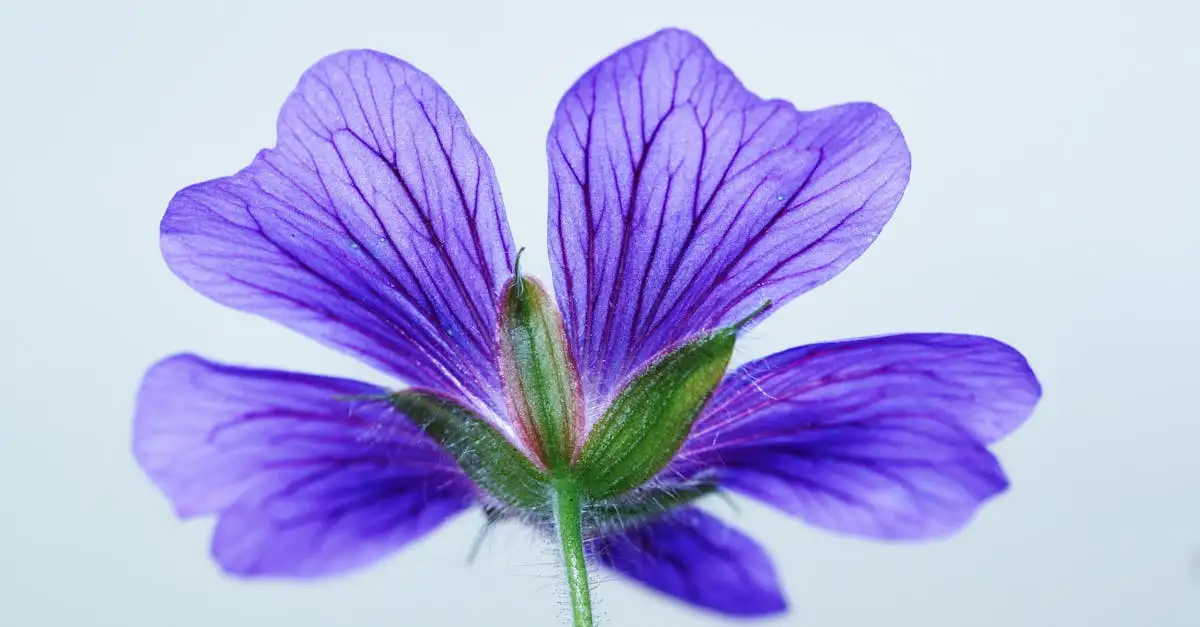 Geranium vaste tuinplant