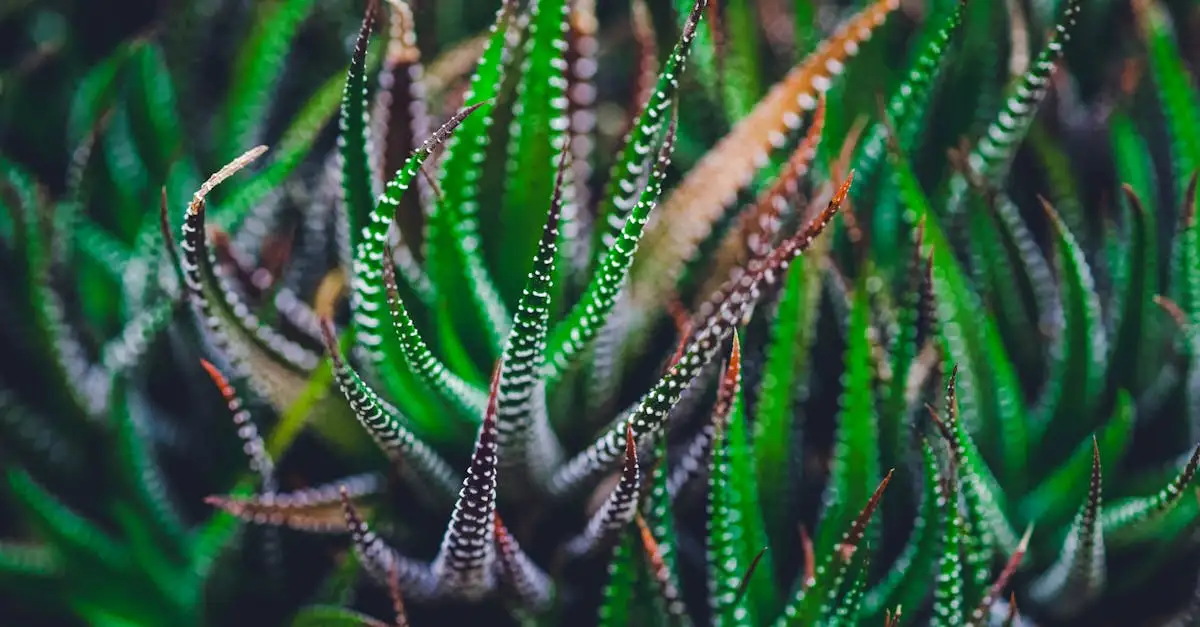 Graslelie tuinplant