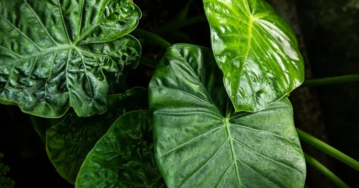 Grote bladeren tuinplant