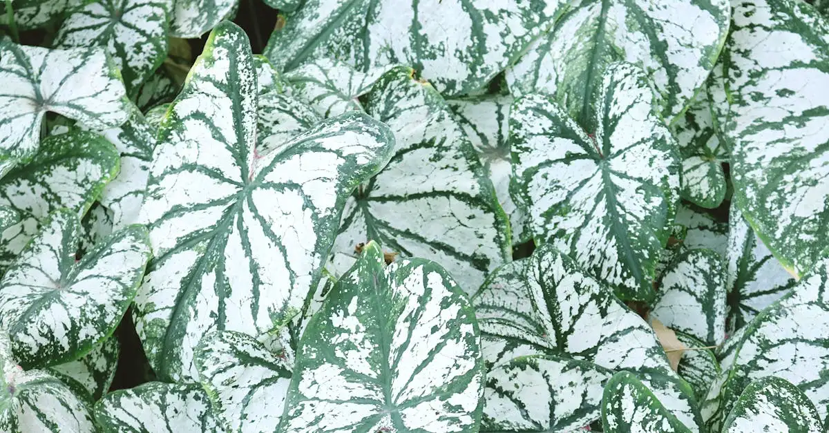 Grote groene tuinplant