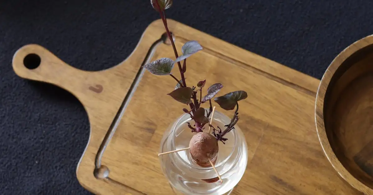 Hoe stek je een tuinplant: een eenvoudige gids