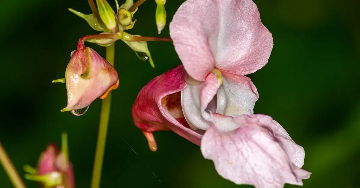 Tuinplant impatiens