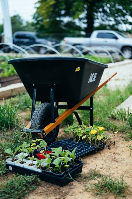 Japanse duizendknoop in de tuin: herkennen, melden en aanpakken