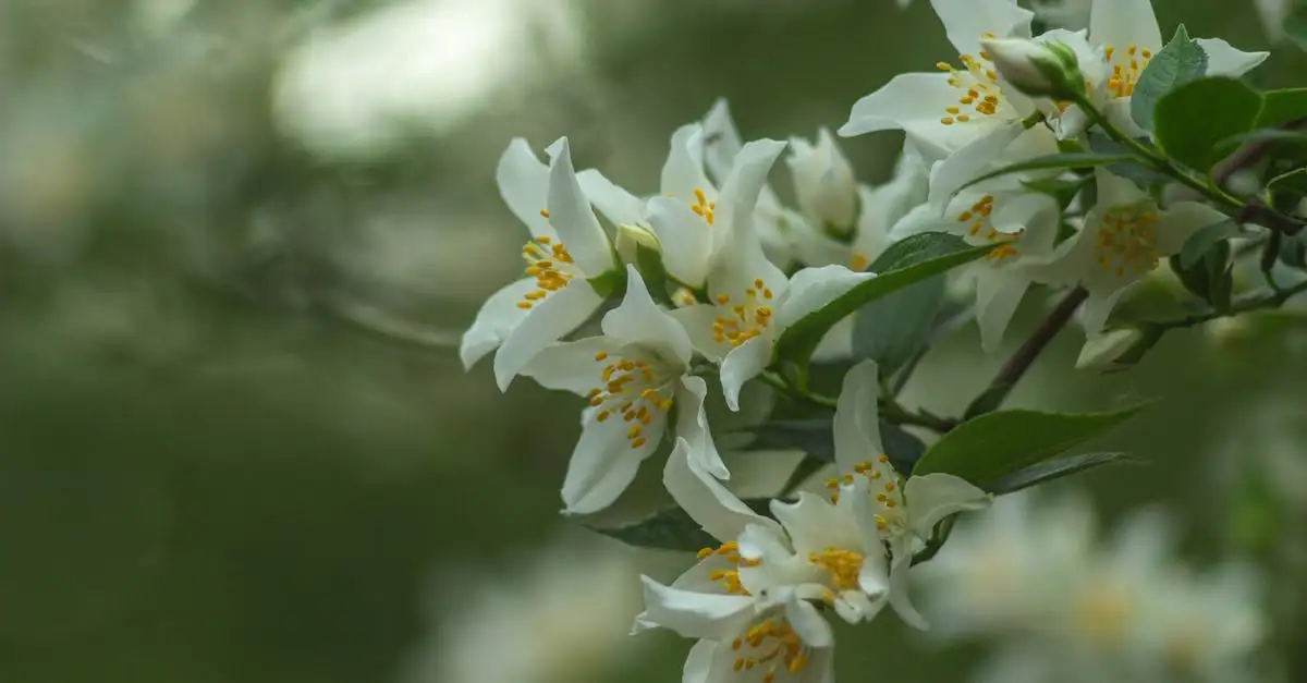 Jasmijn tuinplant