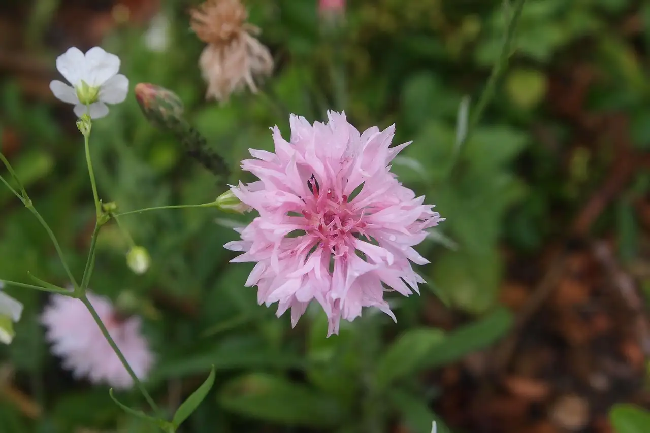 Korenbloem tuinplant