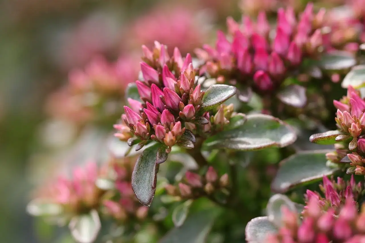 Kortingscode tuinplant