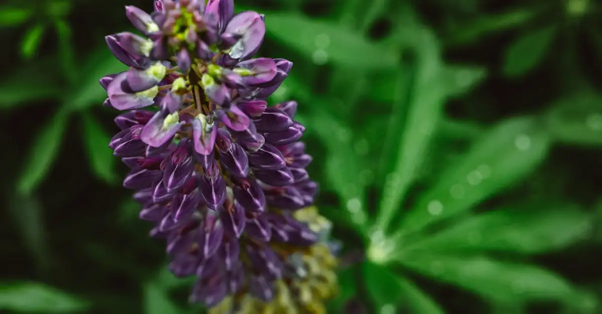Lupine tuinplant
