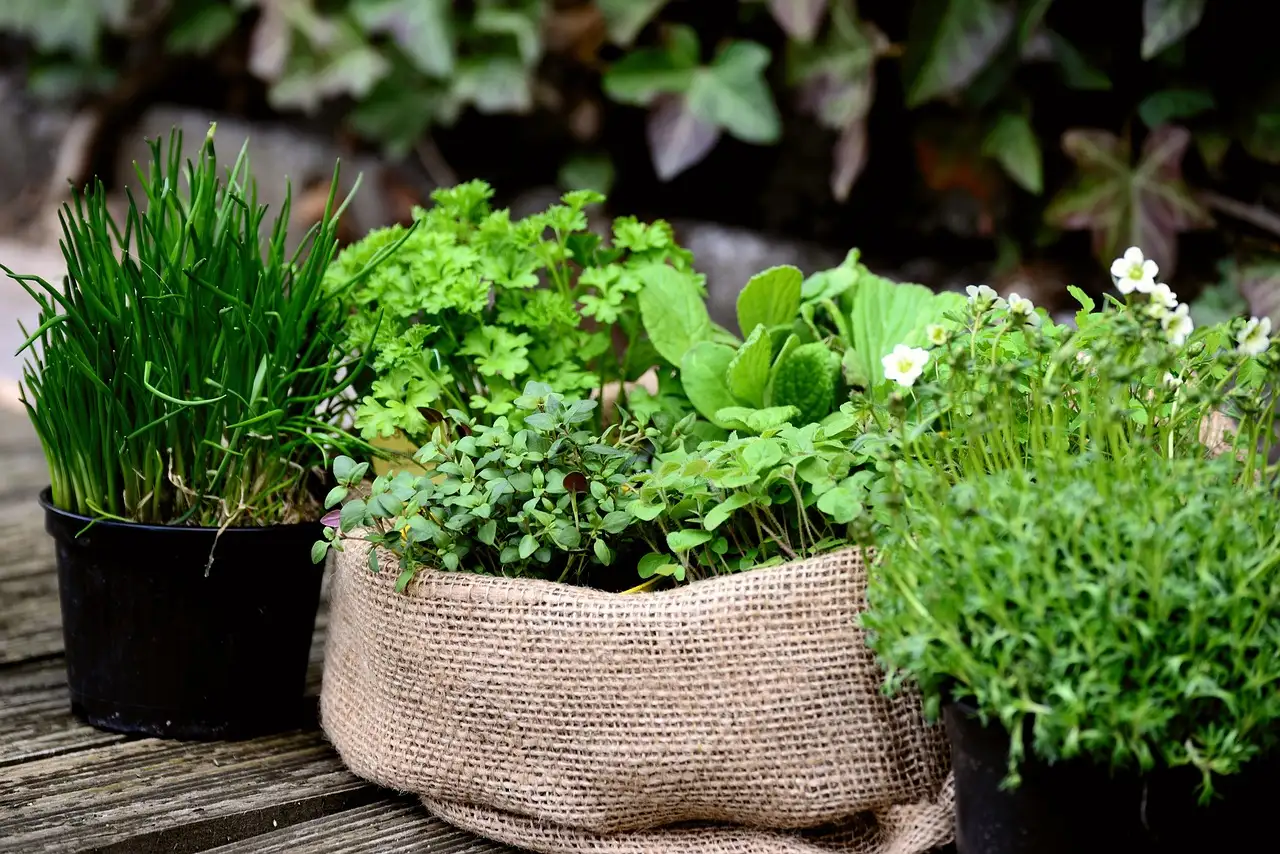 Tuinplant donker blad