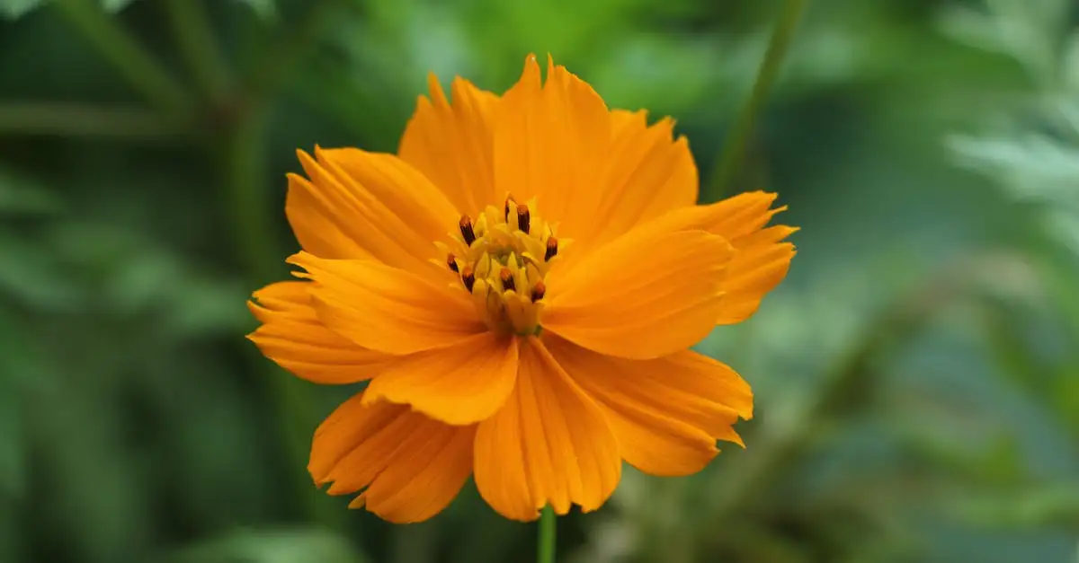 Tuinplant met oranje bloemen