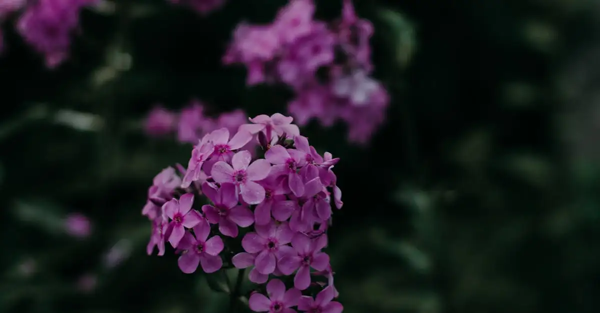Tuinplant flox