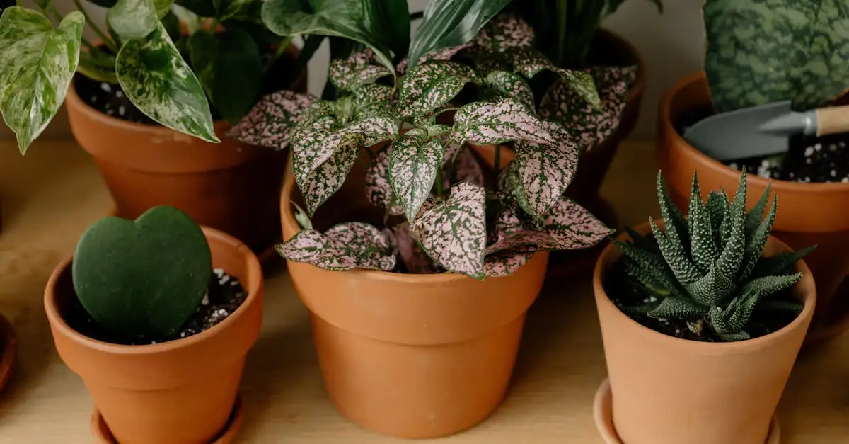 Tuinplant in pot schaduw