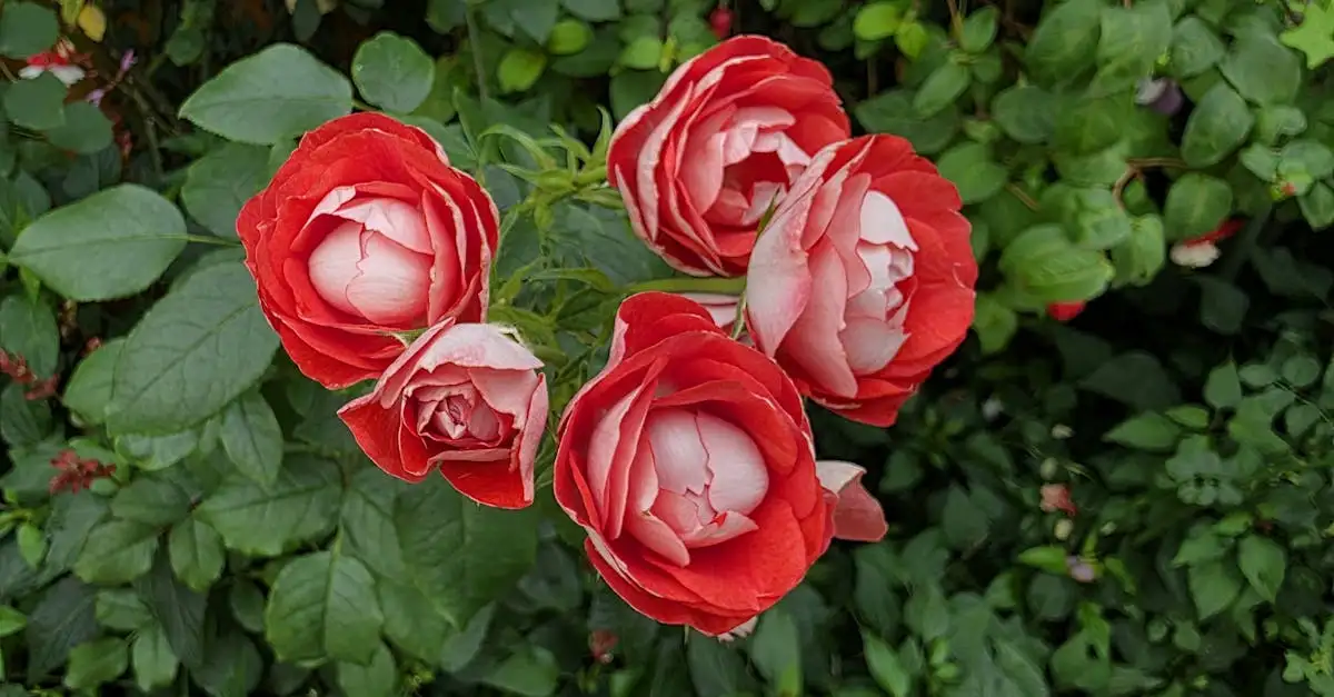 Populaire tuinplant