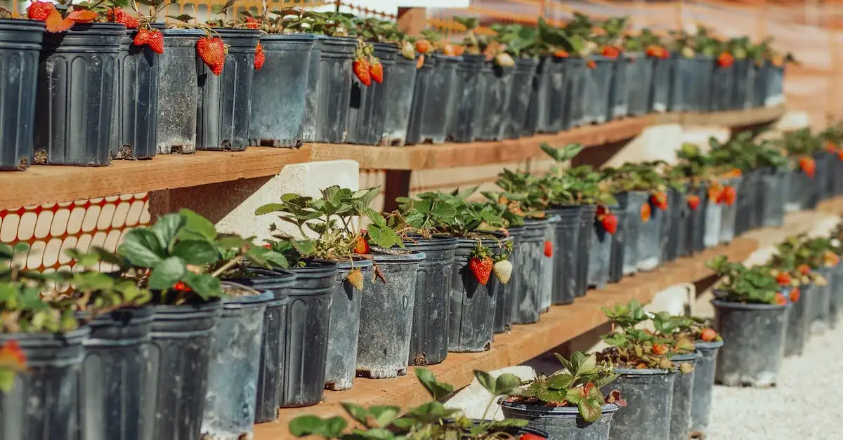Tuinplant in pot