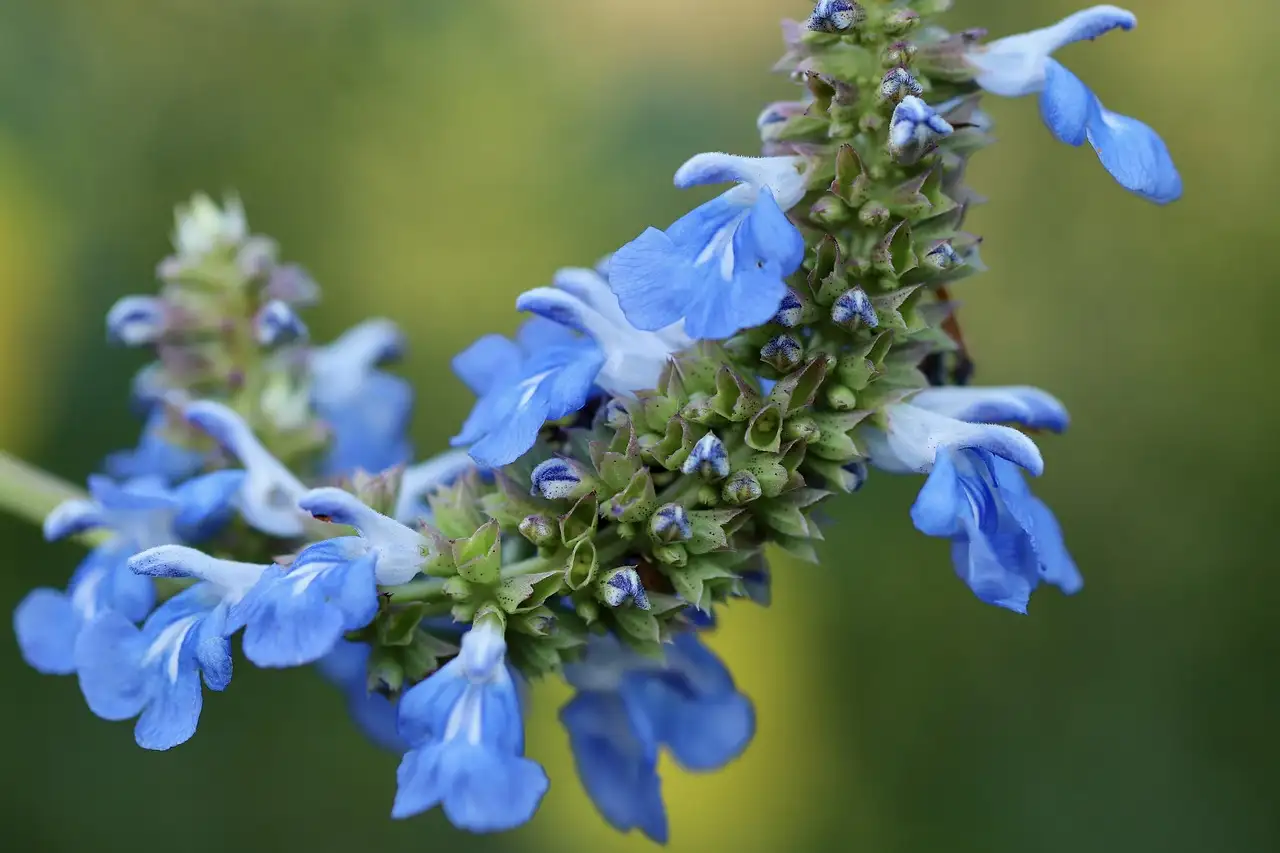 Tuinplant salvia