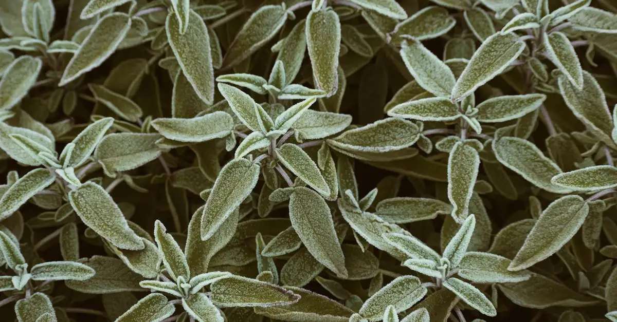 Salvia vaste tuinplant