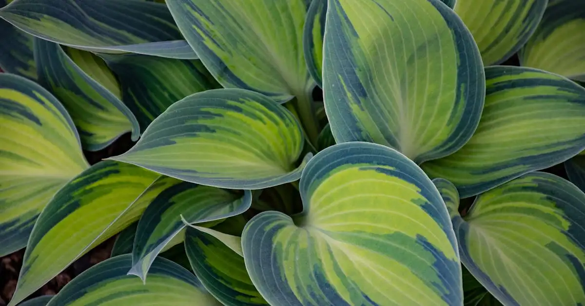 Tuinplant voor in de schaduw