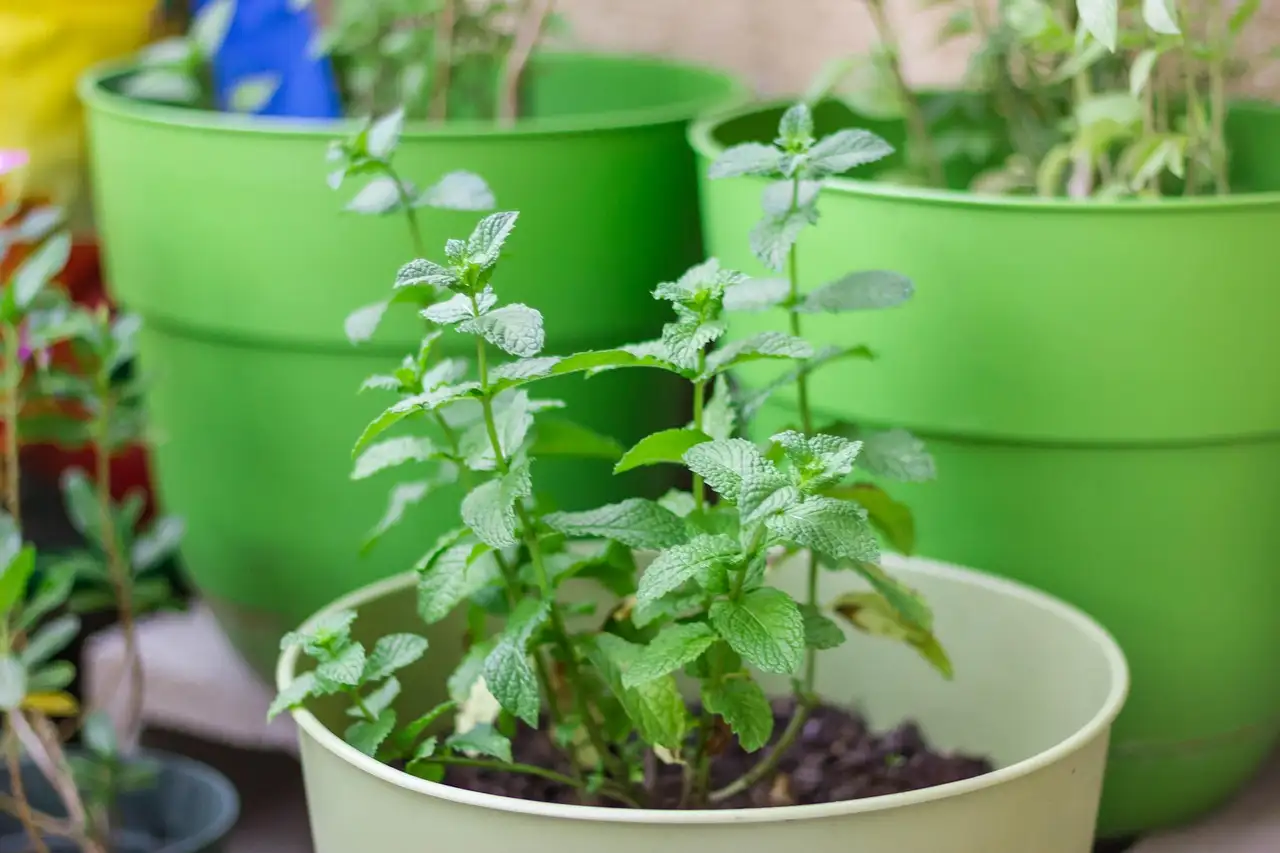 Tuinplant schaduw