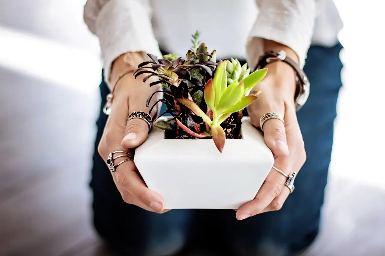 Sedum tuinplant