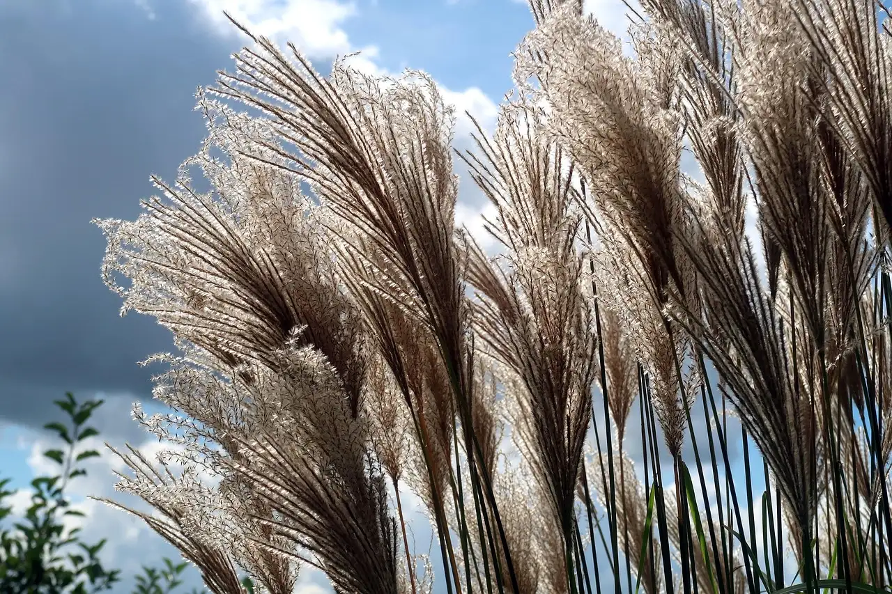 Tuinplant grassoort