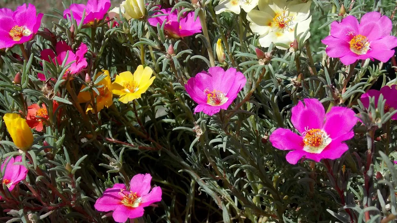 Tuin advies