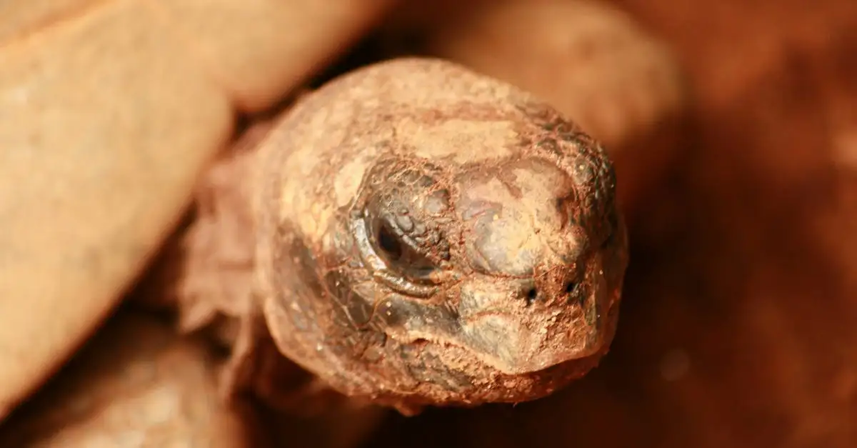 Tuindecoratie schildpad kopen voor een sfeervolle tuin