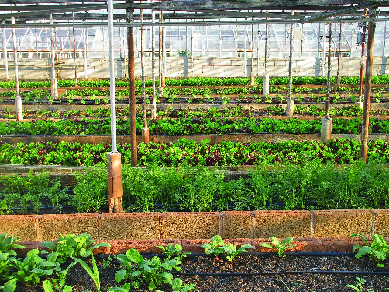 Tuinieren zonder tuin