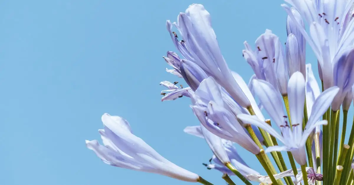 Agapanthus kopen: Mooie blauwe tuinplanten voor uw tuin