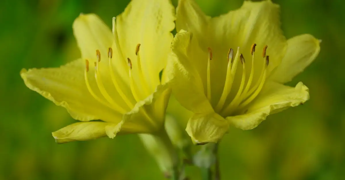 Tuinplanten bezorgen in Belgique snel en vers