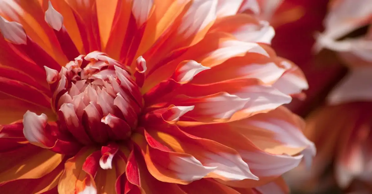 Tuinplant direct