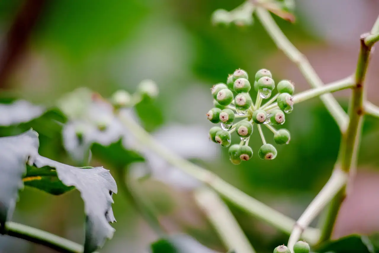 Alles over de fatsia japonica: verzorging en standplaats