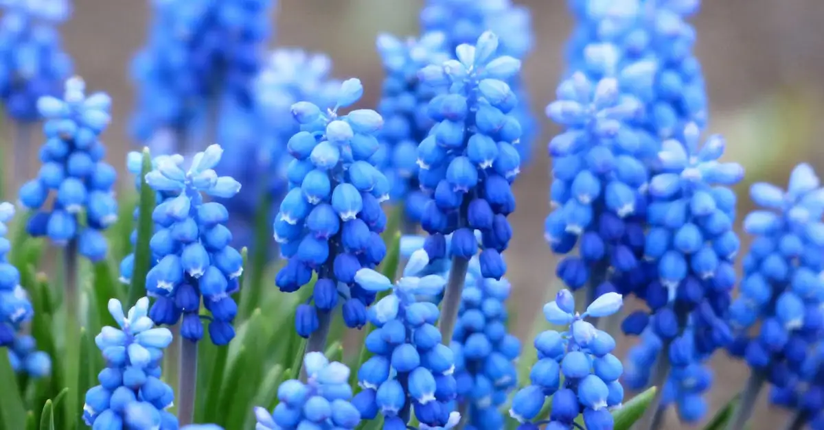 Tuinplanten in februari: wat en hoe planten?